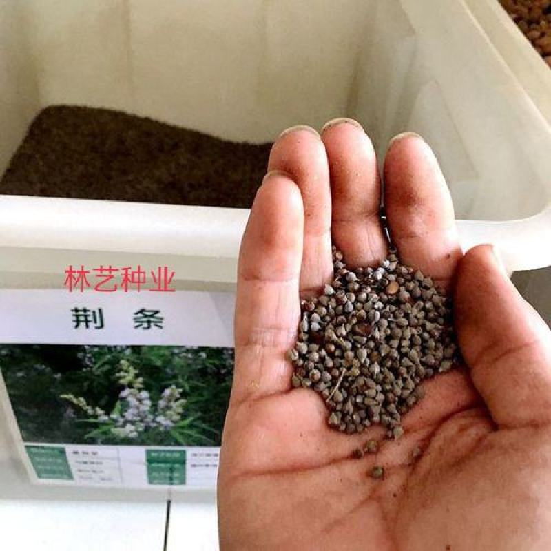 黄荆条种子养蜂用种子荆条种子护坡固土