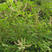 黄荆条种子养蜂用种子荆条种子护坡固土