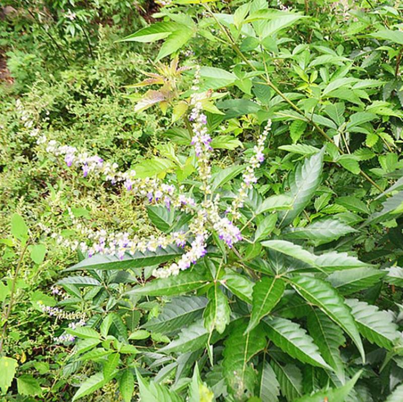 黄荆条种子养蜂用种子荆条种子护坡固土