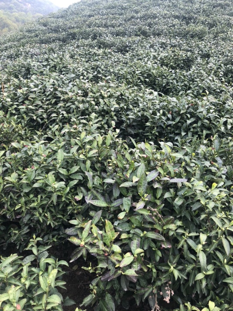 龙井绿茶新茶上市