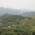 龙井绿茶新茶上市