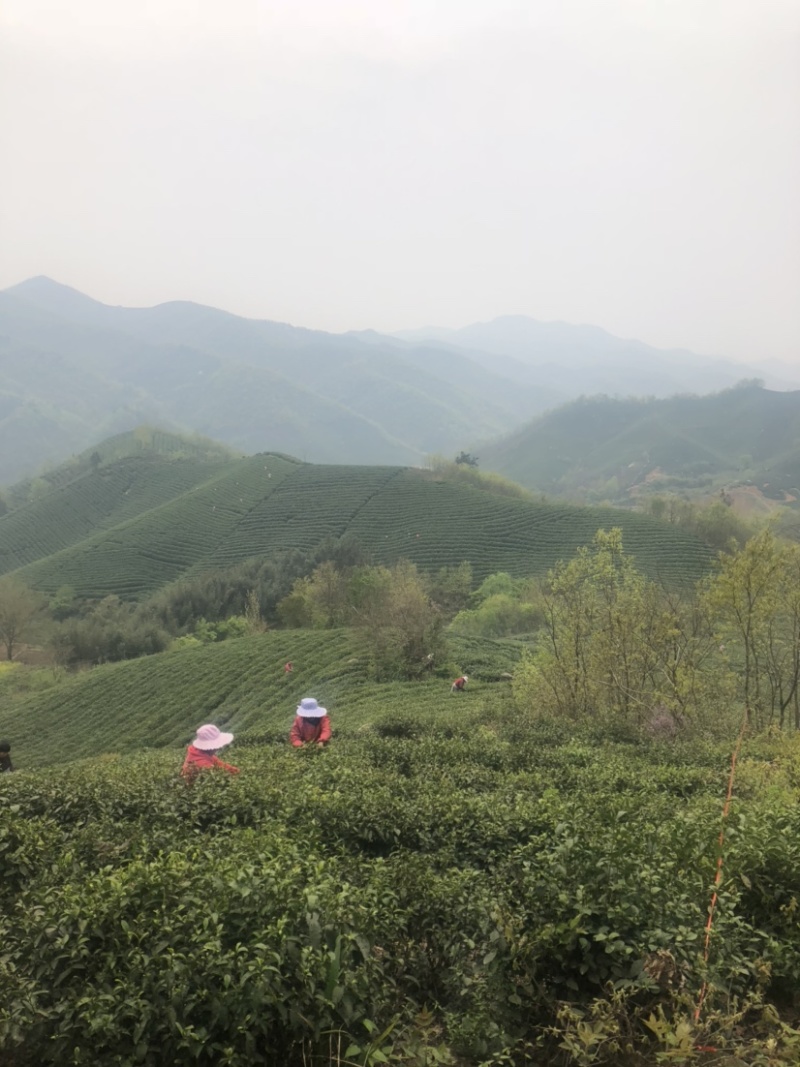 龙井绿茶新茶上市