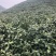 龙井绿茶新茶上市
