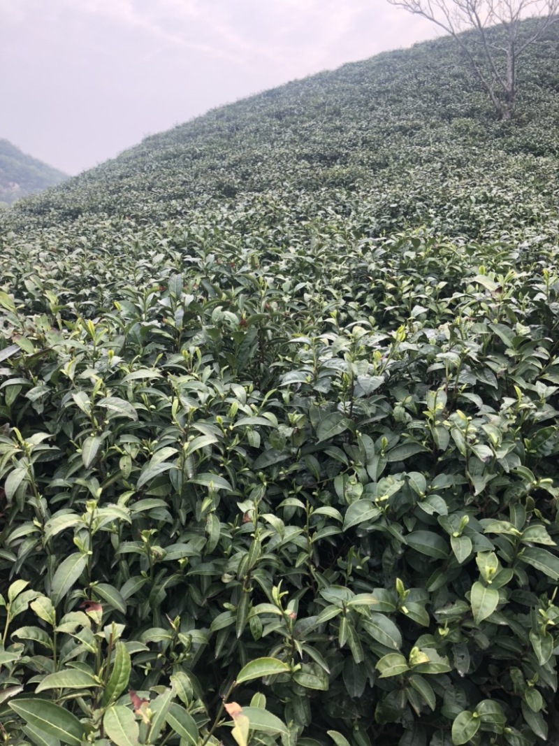 龙井绿茶新茶上市