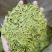 龙井绿茶新茶上市
