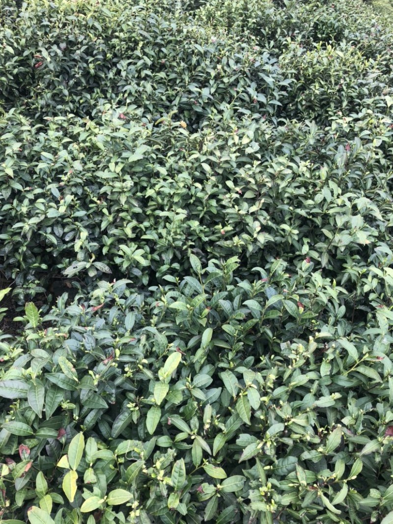龙井绿茶新茶上市