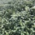 龙井绿茶新茶上市