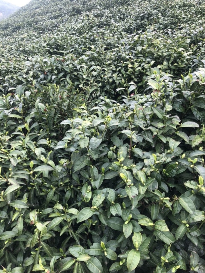 龙井绿茶新茶上市