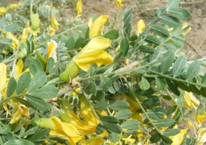 拧条种子锦鸡儿金雀花种子白柠条护坡固沙牧草种子