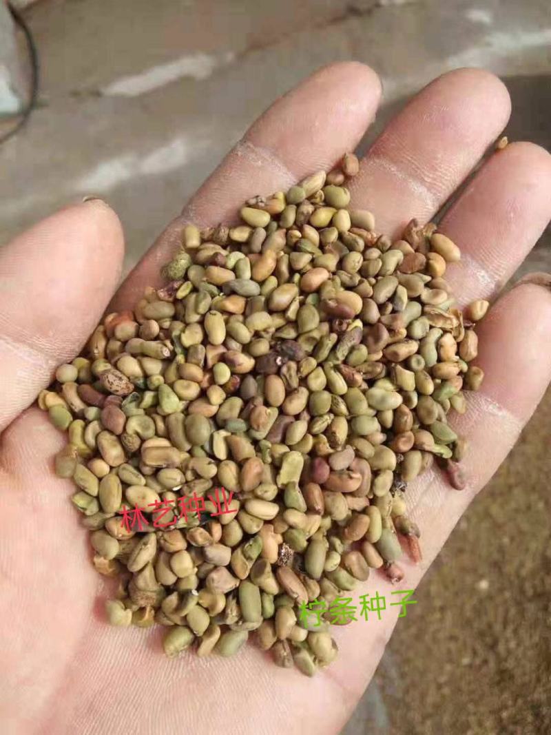 拧条种子锦鸡儿金雀花种子白柠条护坡固沙牧草种子