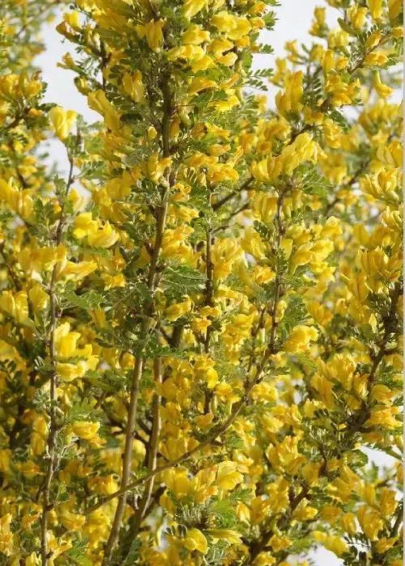 拧条种子锦鸡儿金雀花种子白柠条护坡固沙牧草种子