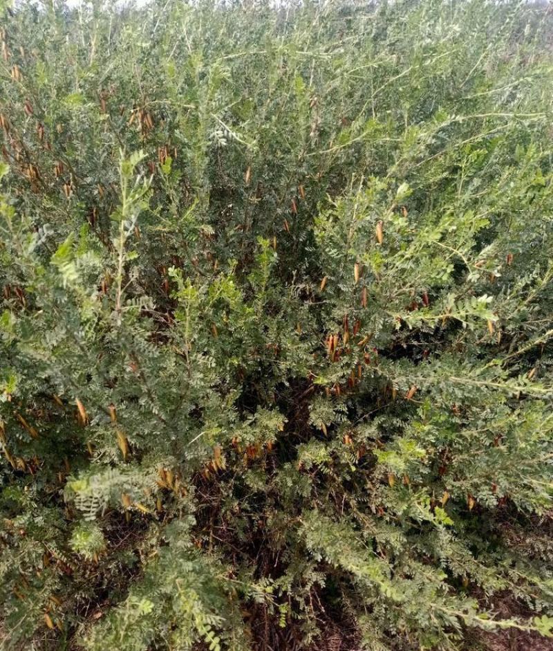 拧条种子锦鸡儿金雀花种子白柠条护坡固沙牧草种子