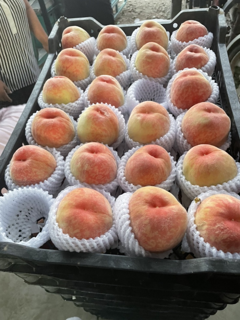 顺平水蜜桃、深山里，泉水灌溉，口感鲜美
