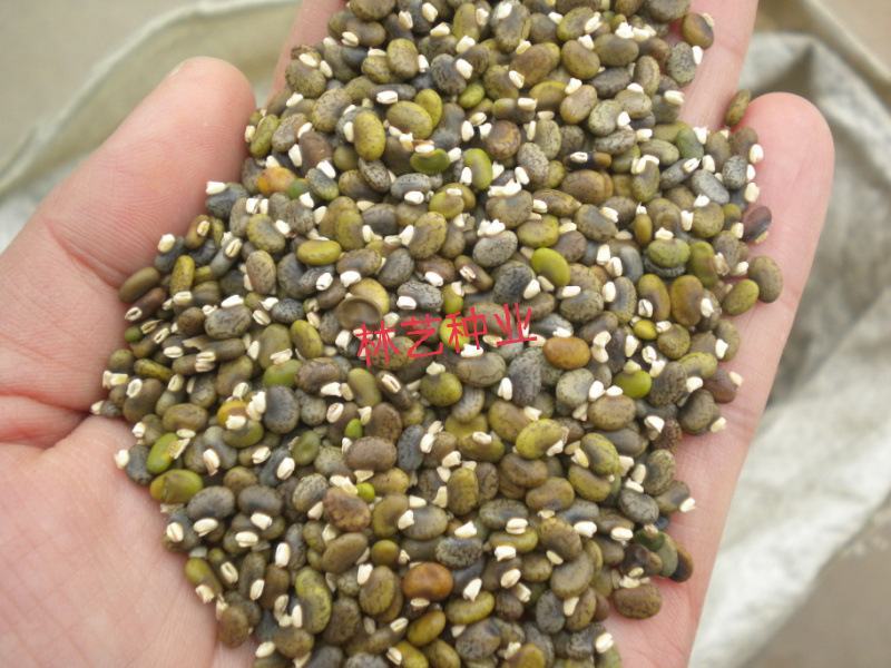 山毛豆种子白灰毛豆种籽道路护坡灌木山地造林荒地绿化