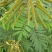 山毛豆种子白灰毛豆种籽道路护坡灌木山地造林荒地绿化