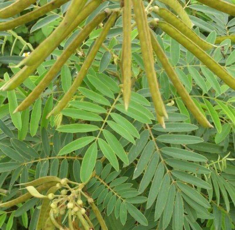 山毛豆种子白灰毛豆种籽道路护坡灌木山地造林荒地绿化