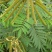 山毛豆种子白灰毛豆种籽道路护坡灌木山地造林荒地绿化