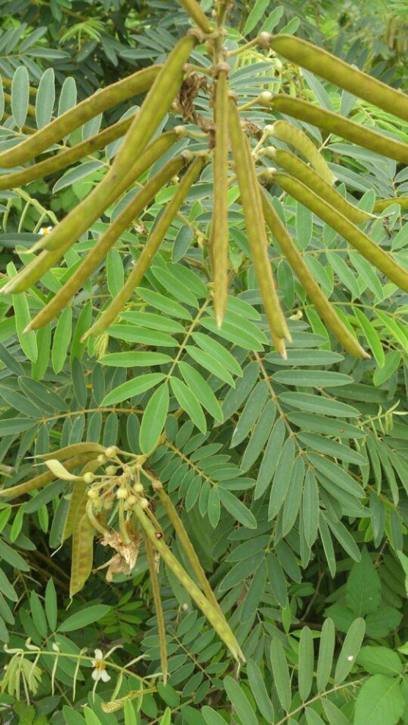 山毛豆种子白灰毛豆种籽道路护坡灌木山地造林荒地绿化