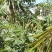 山毛豆种子白灰毛豆种籽道路护坡灌木山地造林荒地绿化