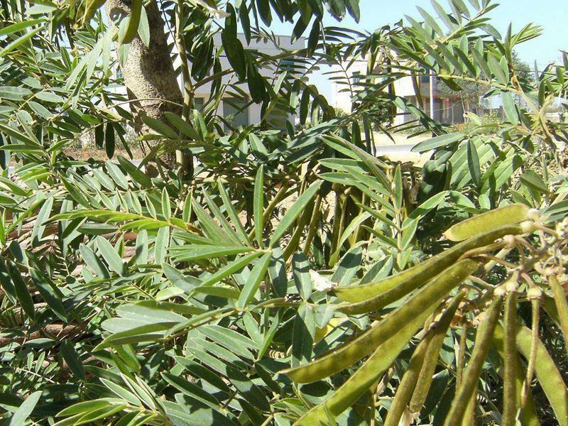 山毛豆种子白灰毛豆种籽道路护坡灌木山地造林荒地绿化