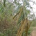 山毛豆种子白灰毛豆种籽道路护坡灌木山地造林荒地绿化