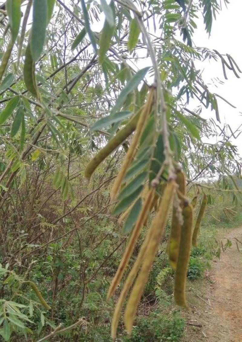 山毛豆种子白灰毛豆种籽道路护坡灌木山地造林荒地绿化