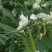 山毛豆种子白灰毛豆种籽道路护坡灌木山地造林荒地绿化