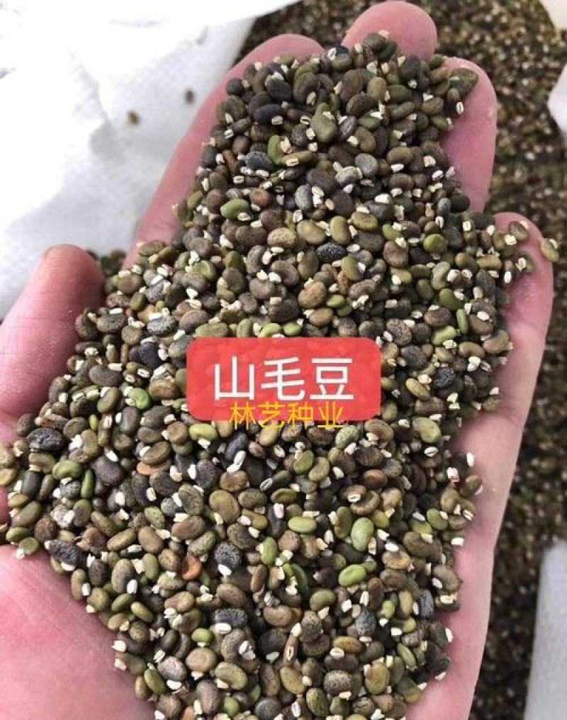 山毛豆种子白灰毛豆种籽道路护坡灌木山地造林荒地绿化