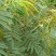 山毛豆种子白灰毛豆种籽道路护坡灌木山地造林荒地绿化