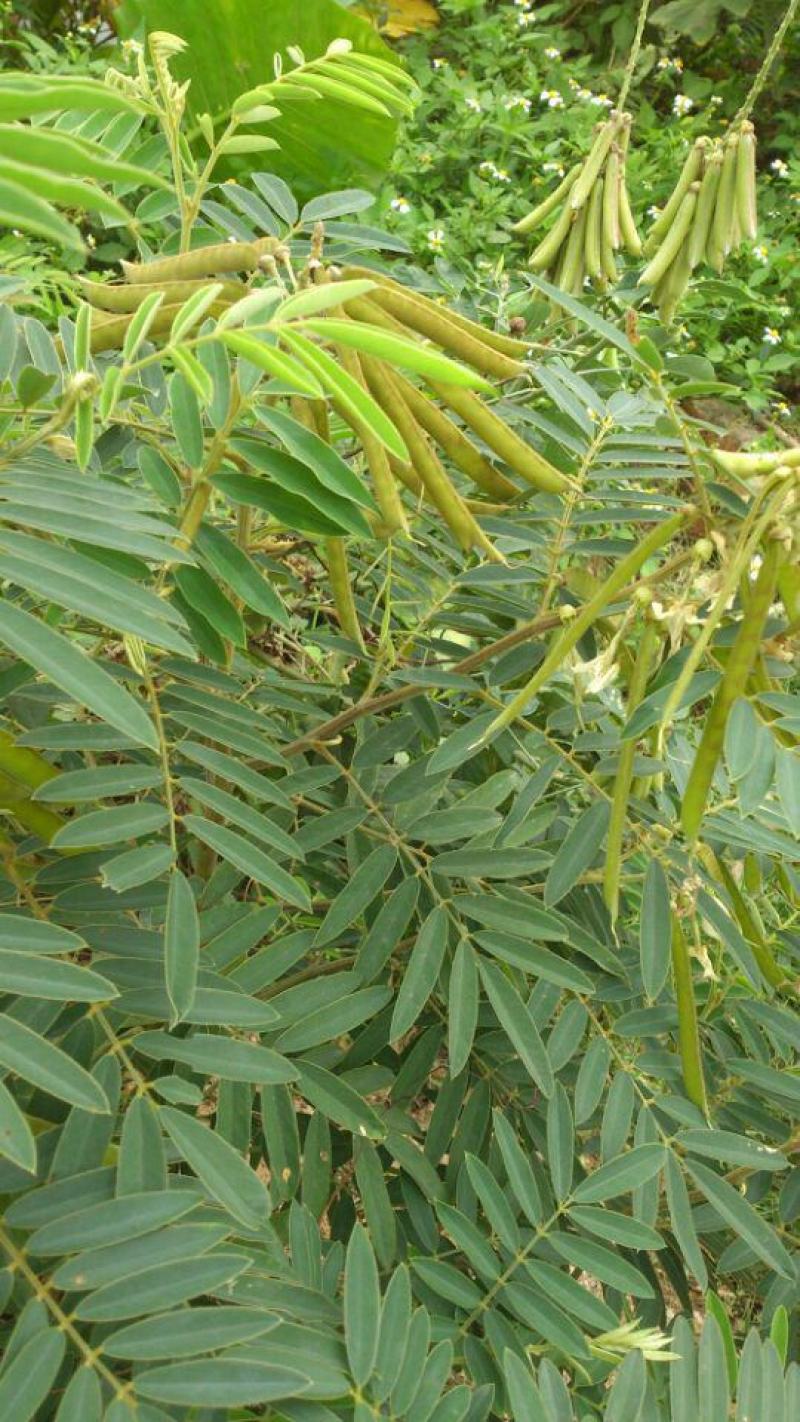 山毛豆种子白灰毛豆种籽道路护坡灌木山地造林荒地绿化