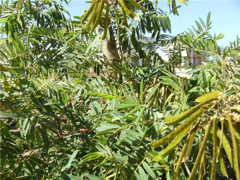 山毛豆种子白灰毛豆种籽道路护坡灌木山地造林荒地绿化