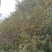 山毛豆种子白灰毛豆种籽道路护坡灌木山地造林荒地绿化