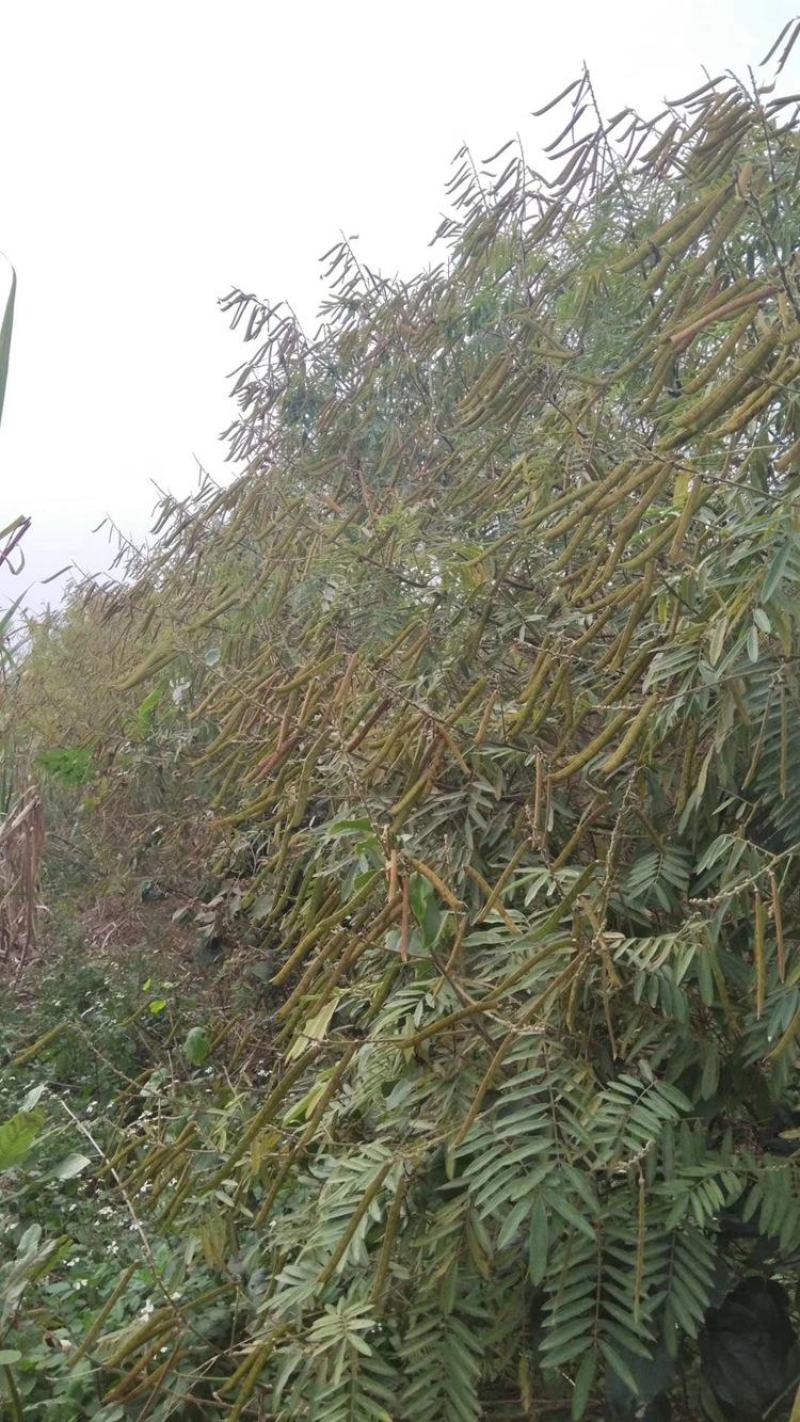 山毛豆种子白灰毛豆种籽道路护坡灌木山地造林荒地绿化