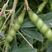 木豆种子多年生四季散装直立灌木树豆柳豆豆蓉树黄豆三叶豆种
