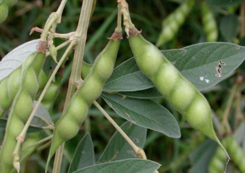 木豆种子多年生四季散装直立灌木树豆柳豆豆蓉树黄豆三叶豆种