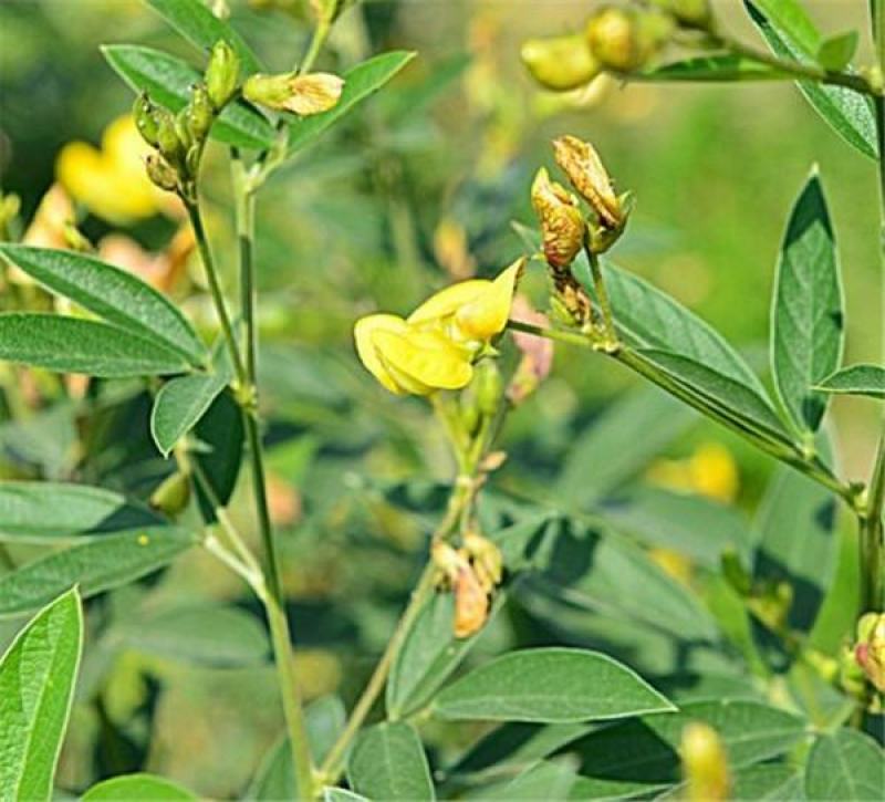 木豆种子多年生四季散装直立灌木树豆柳豆豆蓉树黄豆三叶豆种
