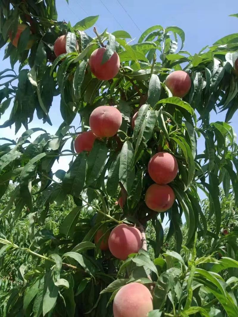 各种桃子，大量上市一手货源保证质量，以质量求生存，欢迎来