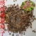 绣线菊种子抗旱抗寒花卉景观易播易种绿植庭院花海珍珠梅种籽