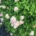 绣线菊种子抗旱抗寒花卉景观易播易种绿植庭院花海珍珠梅种籽