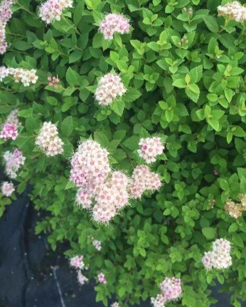 绣线菊种子抗旱抗寒花卉景观易播易种绿植庭院花海珍珠梅种籽