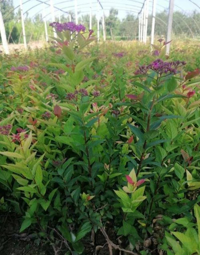 绣线菊种子抗旱抗寒花卉景观易播易种绿植庭院花海珍珠梅种籽