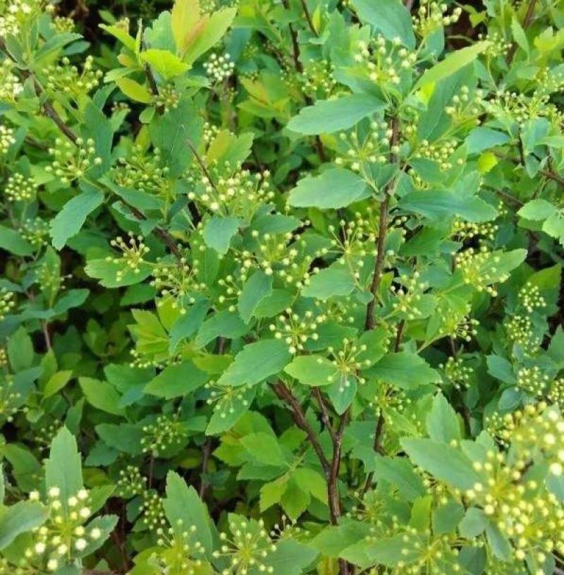 绣线菊种子抗旱抗寒花卉景观易播易种绿植庭院花海珍珠梅种籽