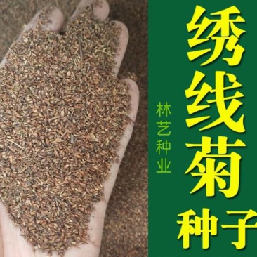 绣线菊种子抗旱抗寒花卉景观易播易种绿植庭院花海珍珠梅种籽