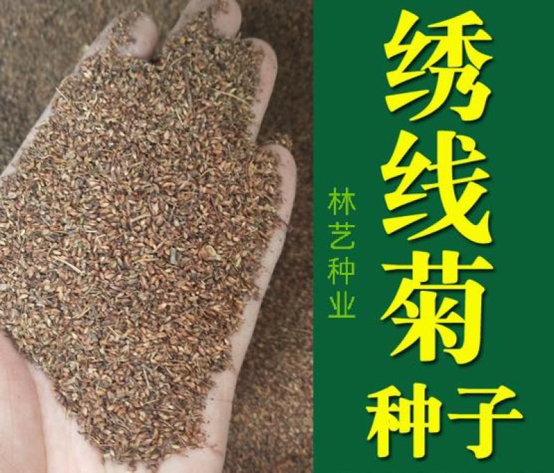 绣线菊种子抗旱抗寒花卉景观易播易种绿植庭院花海珍珠梅种籽