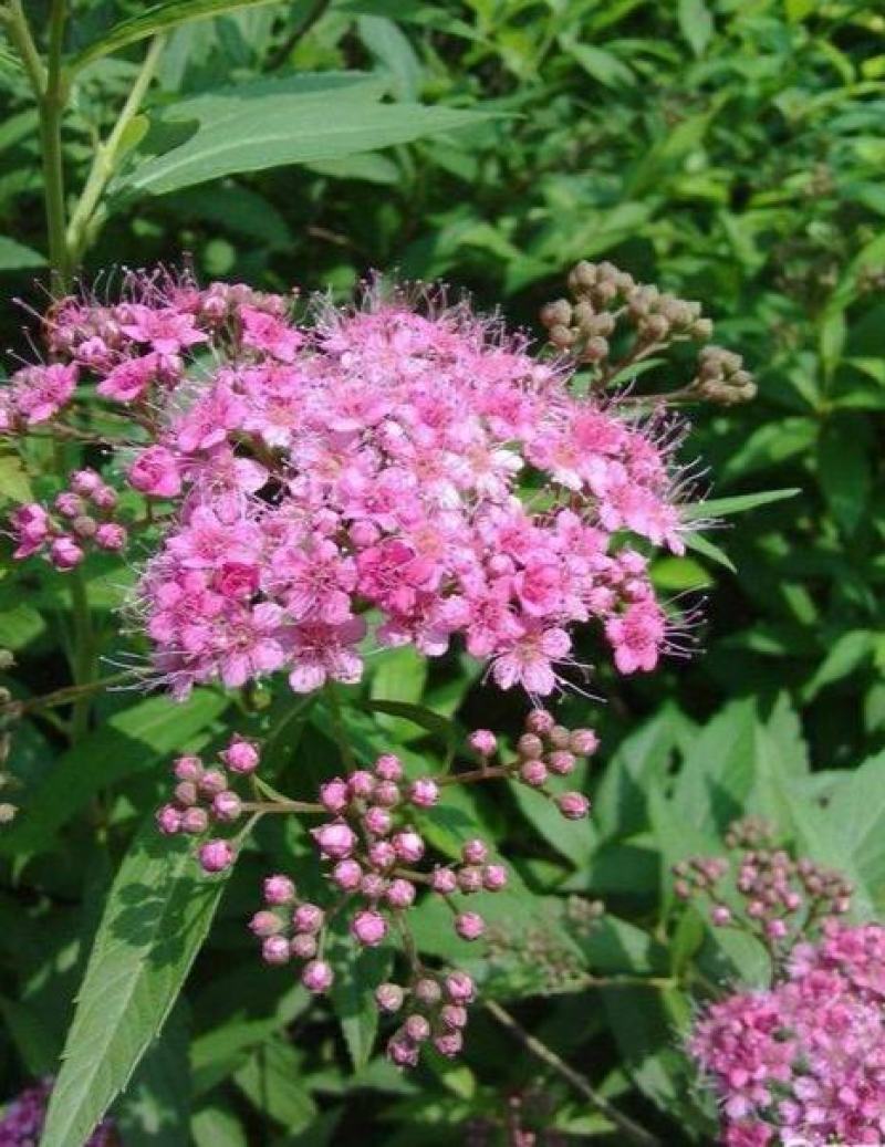 绣线菊种子抗旱抗寒花卉景观易播易种绿植庭院花海珍珠梅种籽