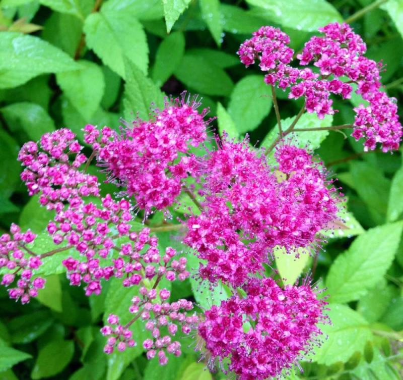 绣线菊种子抗旱抗寒花卉景观易播易种绿植庭院花海珍珠梅种籽