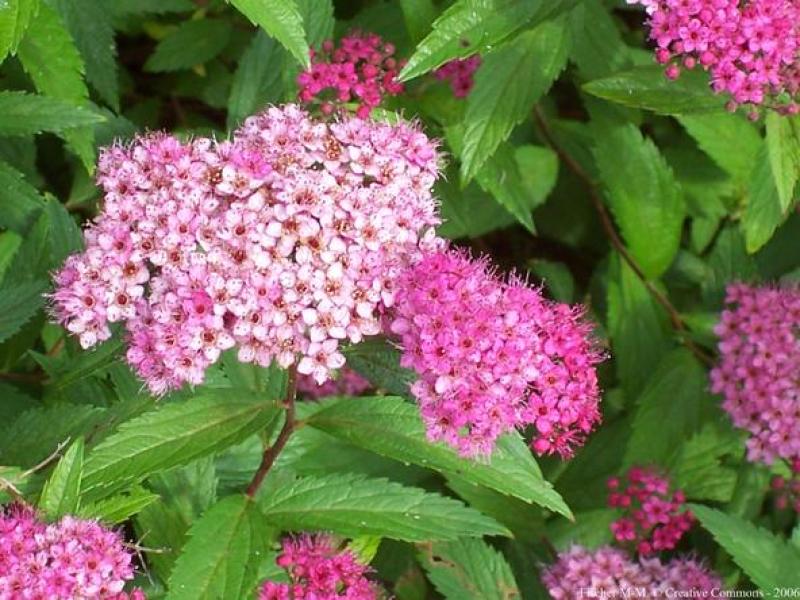 绣线菊种子抗旱抗寒花卉景观易播易种绿植庭院花海珍珠梅种籽