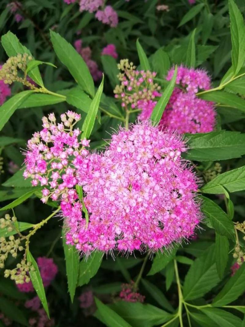 绣线菊种子抗旱抗寒花卉景观易播易种绿植庭院花海珍珠梅种籽