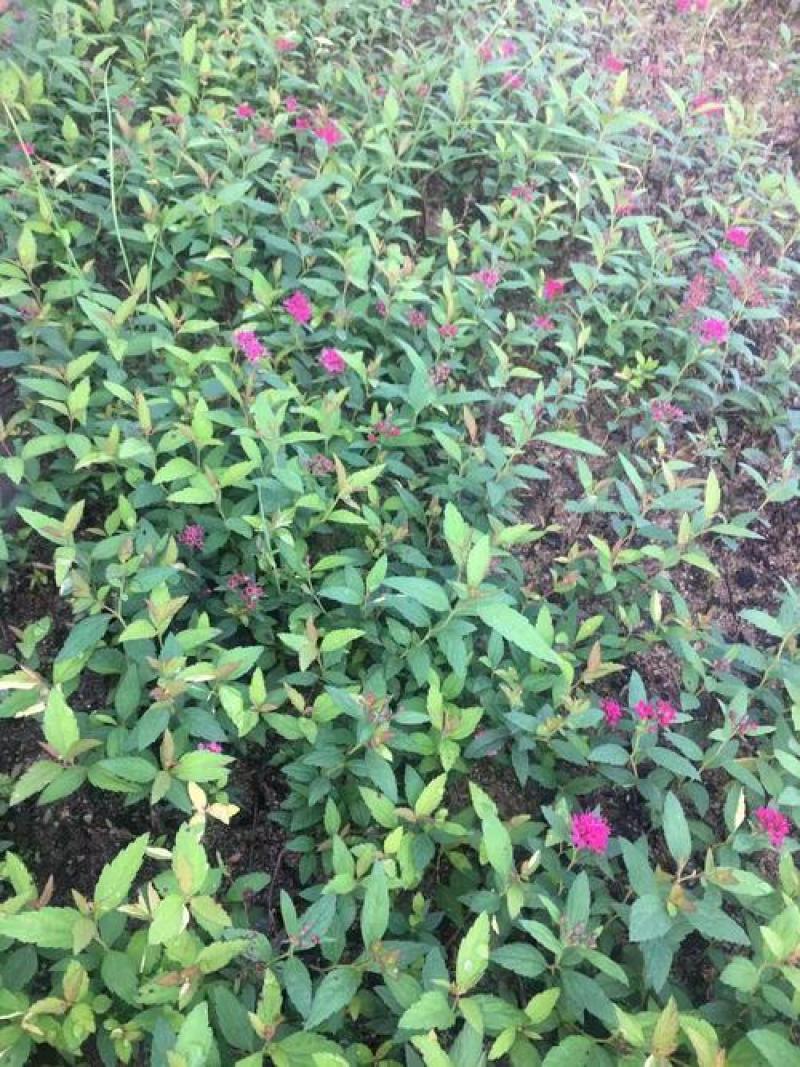 绣线菊种子抗旱抗寒花卉景观易播易种绿植庭院花海珍珠梅种籽