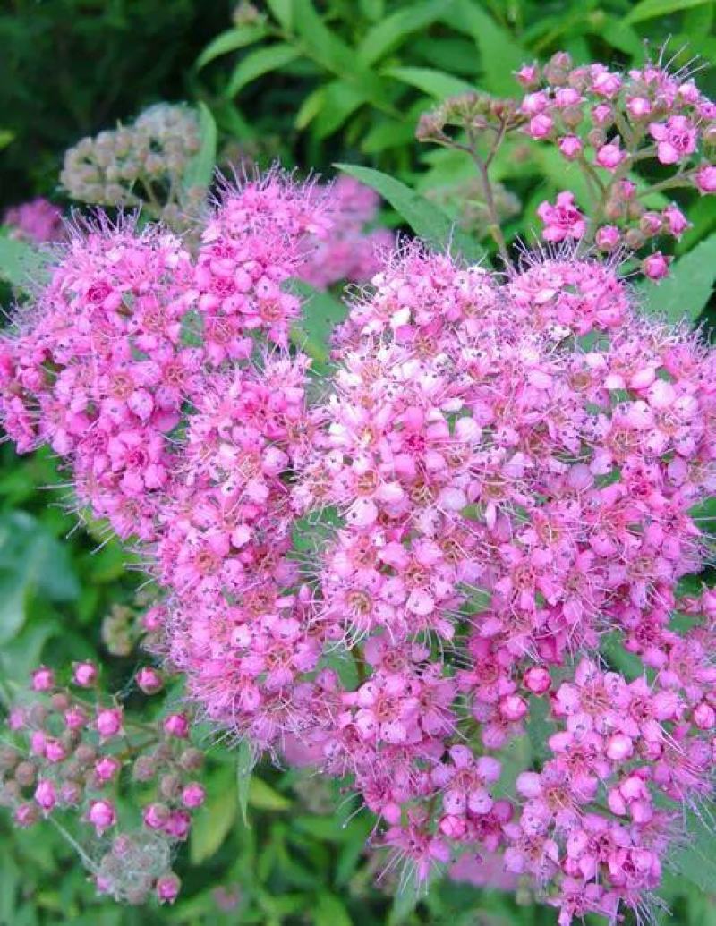 绣线菊种子抗旱抗寒花卉景观易播易种绿植庭院花海珍珠梅种籽